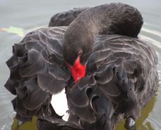 Trauerschwan_1080.jpg